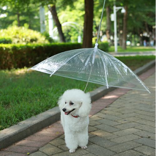 Pet Umbrella Trendolya